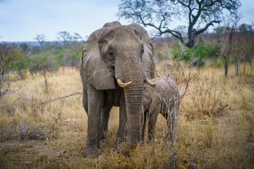 Fototapeta premium elephants in kruger national park, mpumalanga, south africa