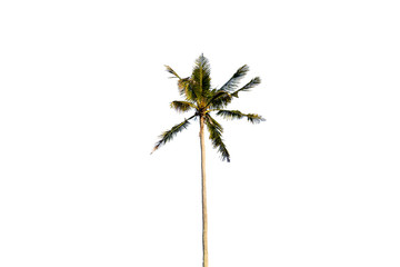 Coconut tree isolated on white background.
