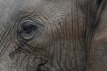 Portrait of an Elephant's Eye and Face in South Africa