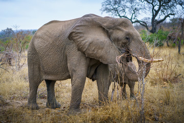 Fototapeta na wymiar elephants in kruger national park, mpumalanga, south africa