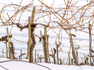 Weinbau im Winter mit Schnee, Österreich, Wien, 19. Bezirk