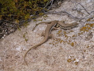 Lizards in the steppe of Kazakhstan.