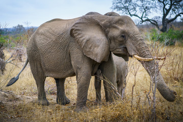 Obraz premium słonie w parku narodowym krugera, mpumalanga, republika południowej afryki