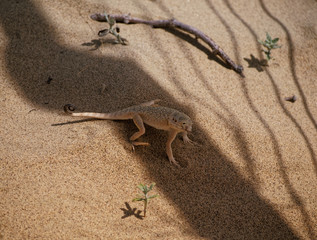 Lizards in the steppe of Kazakhstan.