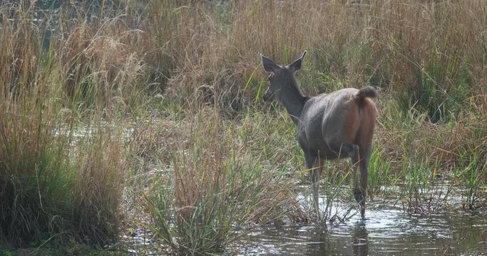 Female blue bull or nilgai - Asian antelope walking in Ranthambore National park, Rajasthan, India