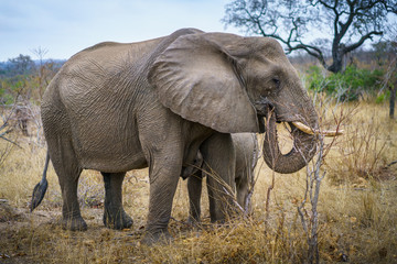 Obraz premium elephants in kruger national park, mpumalanga, south africa