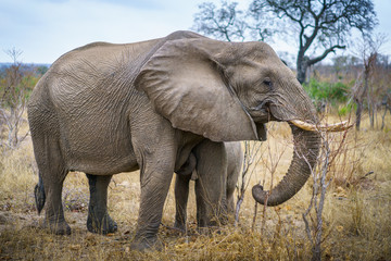 elephants in kruger national park, mpumalanga, south africa