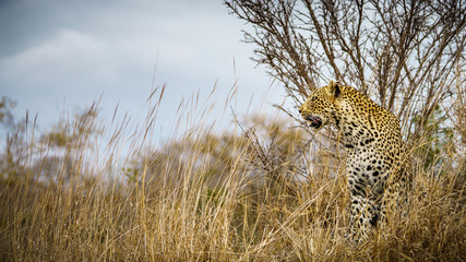 Fototapeta na wymiar leopard in kruger national park, mpumalanga, south africa 24