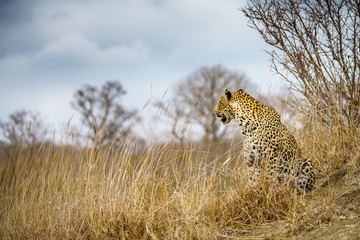 leopard in kruger national park, mpumalanga, south africa 49