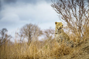 leopard in kruger national park, mpumalanga, south africa 71