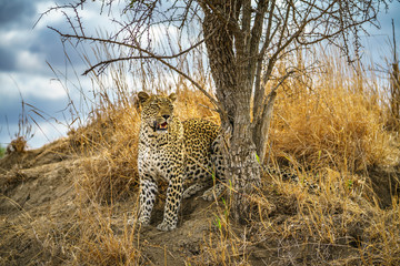 leopard in kruger national park, mpumalanga, south africa 136