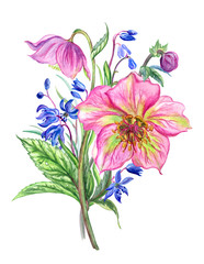 Bouquet of hellebore and Scylla, watercolor illustration isolated on white background.