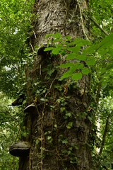 Obraz premium Champignons en demi-assiette sur un tronc couvert de végétation au bois du domaine Coloma à Sint-Pieter-Leeuw