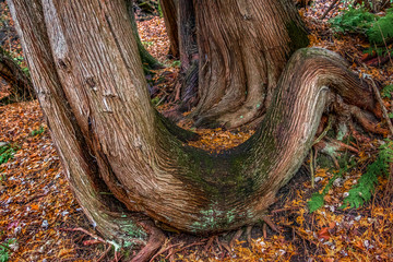 Cedar tree trunk surface pattern and texture