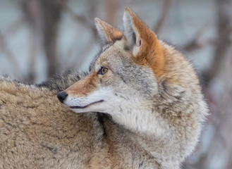 Close up headshot of coyote looking over its shoulder