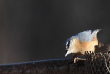 Nuthatch sits on a branch, on a dark blurry background, inclined his head ..