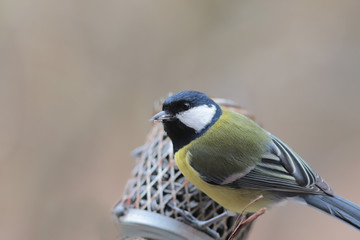 Obraz premium Portrait of a big tits with a dirty beak, on a blurry background with uncertain color ...