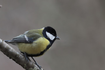 Great tit sits on a branch on a brown blurred background. Portrait