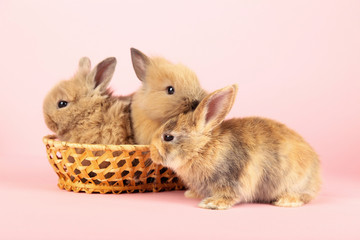 Fototapeta na wymiar Bunny rabbits in basket on pink background
