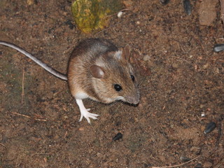 Mouse close up