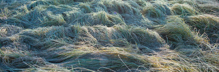 Grass in a meadow covered with hoarfrost in the early morning.
