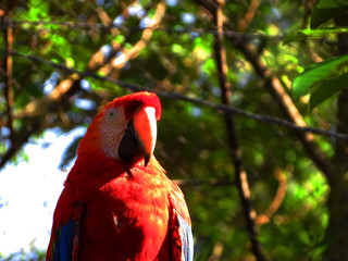 Arara Vermelha - 2015