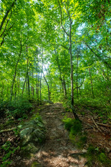 West Rim Loop Trail, Cloudland Canyon State Park, Georgia, USA