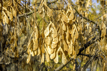 Ahornsamen im Herbst