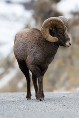 Rocky Mountain Bighorn Sheep in Montana