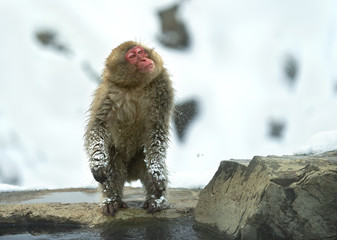 Japanese macaque shakes water from the wool on the shore of hot natural springs. Japanese Macaca (scientific name: Macaca fuscata), also known as the snow monkey. Natural habitat, winter season