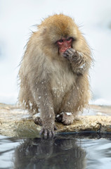 Japanese macaque near the natural hot springs. The Japanese macaque ( Scientific name: Macaca fuscata), also known as the snow monkey. Natural habitat, winter season.