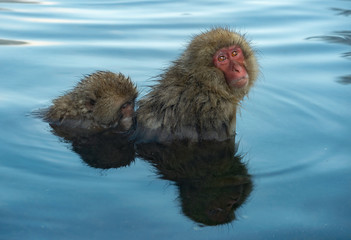 Japanese macaque in the water of natural hot springs. The Japanese macaque ( Scientific name: Macaca fuscata), also known as the snow monkey. Natural habitat, winter season.