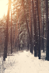 Obraz premium Winter landscape, snow in the forest, cold weather.