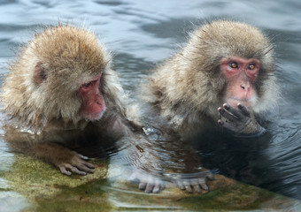 Japanese macaque in the water of natural hot springs. The Japanese macaque ( Scientific name: Macaca fuscata), also known as the snow monkey. Natural habitat, winter season.