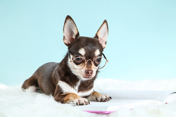 Chihuahua dog in eyeglasses with notepad on blue background