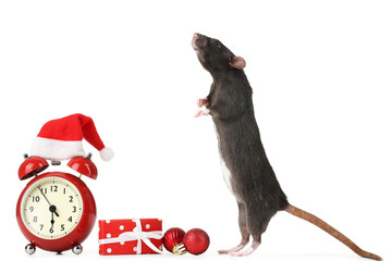 Black rat with red alarm clock, gift box and christmas ornaments on white background