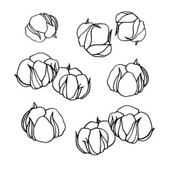 Cotton set on white background. Cotton icons illustration set. Cotton illustration. Doodle branch of cotton. Cotton hand drawing. Cotton clipart