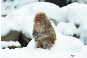 Japanese macaque on the snow near natural hot springs. The Japanese macaque ( Scientific name: Macaca fuscata), also known as the snow monkey. Natural Habitat.  Japan.