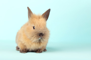Bunny rabbit on blue background