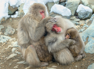 Family of Japanese macaques. Close up  group portrait. The Japanese macaque ( Scientific name: Macaca fuscata), also known as the snow monkey. Natural habitat, winter season.