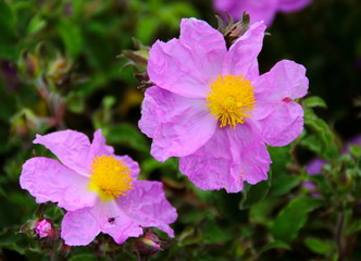 purple flowers in the garden