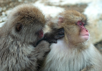 Japanese macaques is grooming, checking for fleas and ticks.  Scientific name: Macaca fuscata, also known as the snow monkey. Natural habitat, winter season.