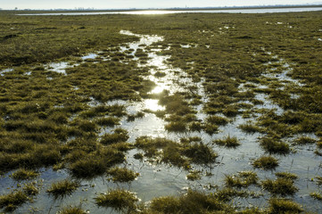 Feuchtwiese, Österreich, Burgenland, Neusiedlersee Seewinkel