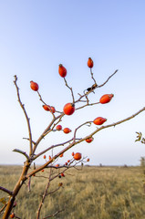 Hagebutte, Österreich, Burgenland, Neusiedlersee Seewinkel
