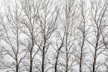 Fototapeta na wymiar Wald mit kahlen Bäumen