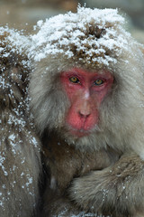 Japanese macaque at snowfall.Close up portrait. The Japanese macaque ( Scientific name: Macaca fuscata), also known as the snow monkey. Natural habitat, winter season.