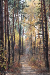 Fototapeta premium fall colors