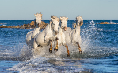 Fototapeta premium White Camargue horses galloping on the blue water of the sea with splashes and foam. France.