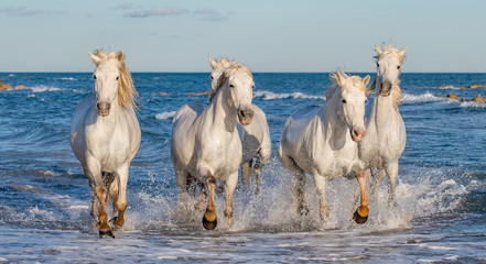 White Camargue horses galloping on the blue water of the sea with splashes and foam. France.