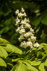 Kastanie in Blüte, Österreich, Wien, 13. Bezirk, Schönbrunn T